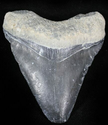 Bone Valley Megalodon Tooth #22904